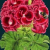 Geranium Bee Greetings Card