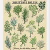 Kelly Hall Fresh Herbs Print