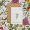 Muscari - 'Botanical Archive: Everyday Edition' - card