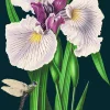 Purple Iris Greetings Card
