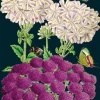 Purples Greetings Card