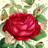 Rose Glitter Birthday Card