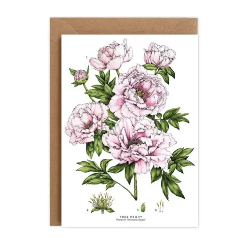 Tree Peony - card
